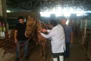 آغاز اجرای عملیات پایش سرمی بیماری مشمشه در جمعیت اسب های شهرستان کاشمر